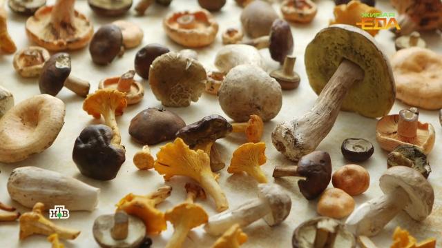 Лесные лекари: как грибы помогают бороться с раком.еда, продукты.НТВ.Ru: новости, видео, программы телеканала НТВ