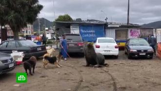 «Это чума, эпидемия!»: жители Чили умоляют спасти их от морских львов