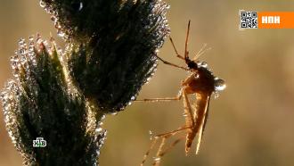 Клещи, комары и опасная мошкара: как от них защититься