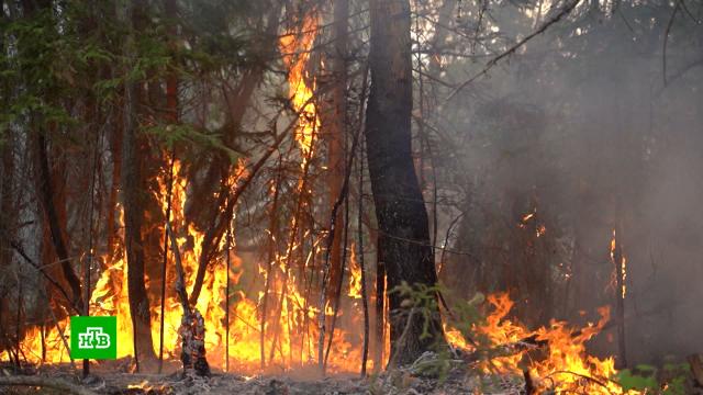 За сутки в Якутии загорелось еще 70 тыс. гектаров леса.МЧС, Якутия, лесные пожары, пожары.НТВ.Ru: новости, видео, программы телеканала НТВ