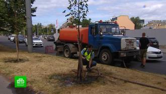 Петербуржец спас от засухи кусты и деревья в своем районе