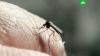 Аллерголог назвала опасные последствия укуса насекомых