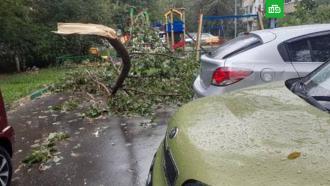 Гроза в Москве: повалено более 15 деревьев, повреждены машины