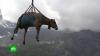 В Швейцарии коров прокатили на вертолете: видео