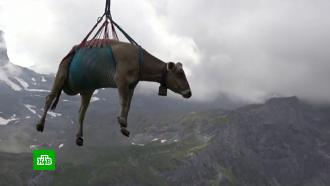 В Швейцарии коров прокатили на вертолете