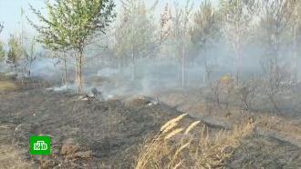 В Тольятти за поимку поджигателя леса объявили награду в 500 тысяч рублей