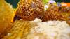 Мед: о каких опасных компонентах молчат пчеловоды