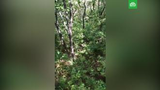 Тигр загнал на дерево приморских грибников: видео с высоты