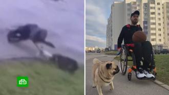 В Ульяновске <nobr>инвалид-колясочник</nobr> отбился от стаи бродячих псов и защитил свою собаку