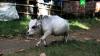 Корову из Бангладеш посмертно признали самой маленькой в истории