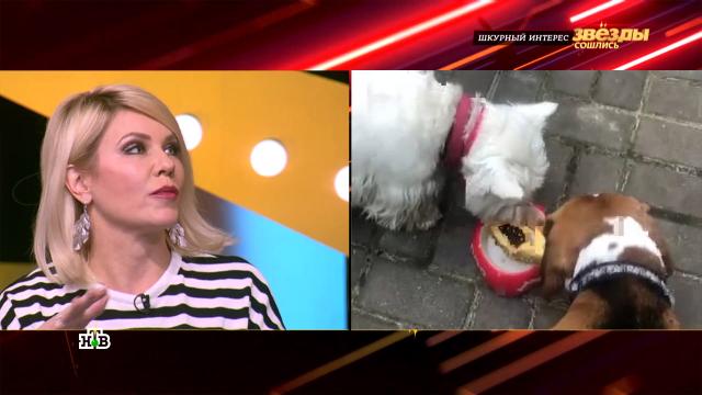 Анастасия Макаревич устраивает своему биглю дни рождения с собачьим тортом и гостями.артисты, животные, знаменитости, кошки, музыка и музыканты, собаки, шоу-бизнес.НТВ.Ru: новости, видео, программы телеканала НТВ