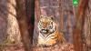 В Сихотэ-Алинском заповеднике установят 100 фотоловушек для учета тигров