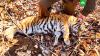 В Приморье из капкана спасли тигренка