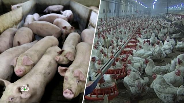 Как птичий грипп и чума свиней взвинчивают цены на мясо.еда, животные, мясо, тарифы и цены, эпидемия.НТВ.Ru: новости, видео, программы телеканала НТВ