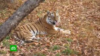 Знаменитый тигр Амур во второй раз стал отцом 