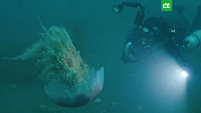 Самую большую в мире медузу сняли на видео в Приморье.Дальний Восток, заповедники.НТВ.Ru: новости, видео, программы телеканала НТВ