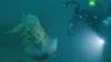 Самую большую в мире медузу сняли на видео в Приморье