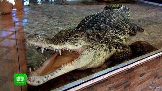 В Ленинградском зоопарке отметили юбилей крокодила Тотоши