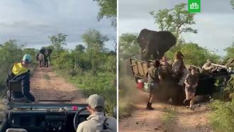 Слон напал на джип со студентами во время сафари 