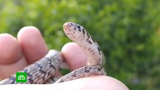 Пост в Instagram помог ученым открыть новый вид змей
