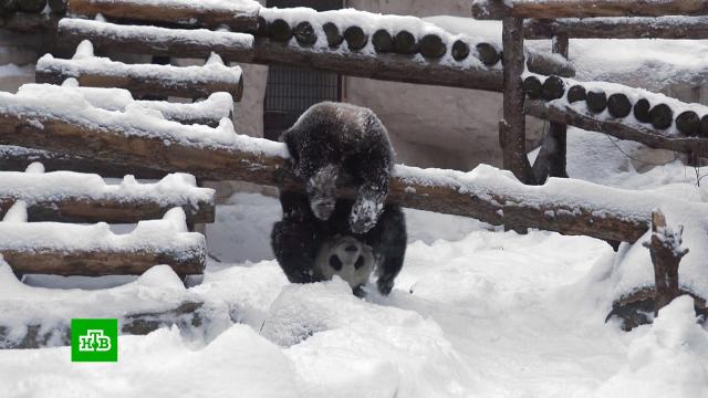 Выпавший снег привел восторг панду Диндин из Москвы.Москва, животные, зима, зоопарки, панды, снег.НТВ.Ru: новости, видео, программы телеканала НТВ