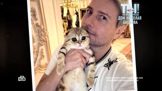 Николай Басков подготовил свою кошку к первой брачной ночи