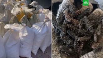 ФСБ изъяла крупнейшую партию браконьерских моллюсков на 400 млн рублей в Приморье