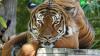 Во Флориде редкого тигра застрелили после нападения на сотрудника зоопарка