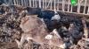 Голодные коровы умирают на полуразрушенной ферме под Иваново