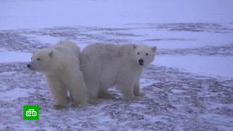 Вернувшихся в вахтовый поселок Ямала белых медведей снова эвакуировали
