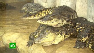 Ялтинский крокодиляриум хотят закрыть из-за нехватки площадей