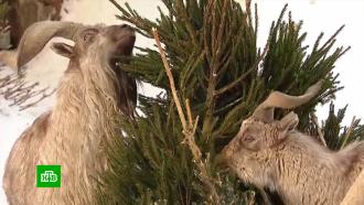 Переработка новогодних деревьев: москвичи сдали на утилизацию почти 50 тысяч елок