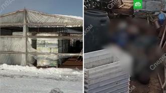 Тела шести человек нашли в теплице в Волгоградской области