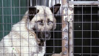 Собачий террор: как бездомные псы стали главными хищниками России