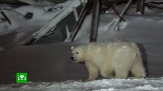 На Ямале на приходящих к вахтовикам белых медвежат надели спутниковые передатчики