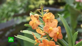 Фестиваль орхидей в Лондоне собрал редкие цветы со всего мира