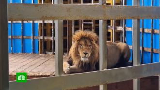 Самый одинокий лев: как Тигран пережил рабство и остался один в пустом зоопарке