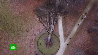 Погибший при урагане Тургеневский дуб — в лидерах конкурса «Европейское дерево года»