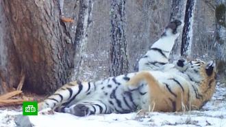 На Дальнем Востоке завершилась перепись краснокнижных амурских тигров