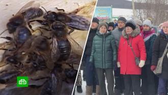 Бунт башкирских пасечников: почему в республике не рады французским пчелам