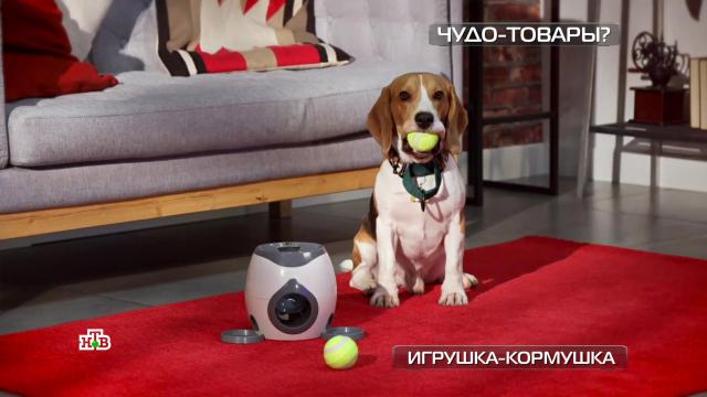 Wi-Fi камера от злоумышленников: испытание устройства.НТВ.Ru: новости, видео, программы телеканала НТВ