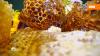 Продукты пчеловодства: какие из них бесполезны и вредны
