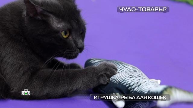 Никакой дрессировки: тест игрушки-кормушки для собак.НТВ.Ru: новости, видео, программы телеканала НТВ