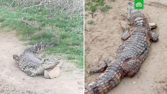 Трех крокодилов нашли в астраханском селе