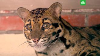 В Московском зоопарке впервые за 50 лет появились дымчатые леопарды