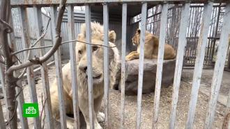 Российские зоопарки собирают гуманитарную помощь для животных Донбасса и Украины