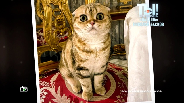 «Многодетный папаша» Басков готов отдать своих породистых котят бесплатно.артисты, Басков, животные, знаменитости, кошки, музыка и музыканты, шоу-бизнес, эксклюзив.НТВ.Ru: новости, видео, программы телеканала НТВ