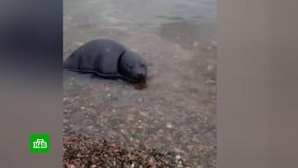 Акваторию Невы наводнили тюленята