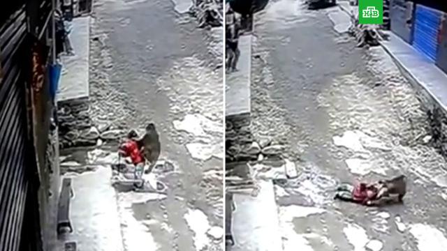 Нападение агрессивной обезьяны на 3-летнюю девочку в Китае попало на видео.Китай, дети и подростки, нападения, обезьяны.НТВ.Ru: новости, видео, программы телеканала НТВ