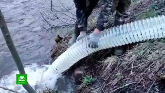 В реку Гладышевку выпустили молодого лосося